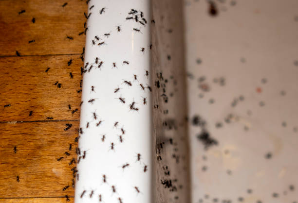 Best Pest Control for Businesses  in Big Spring, TX